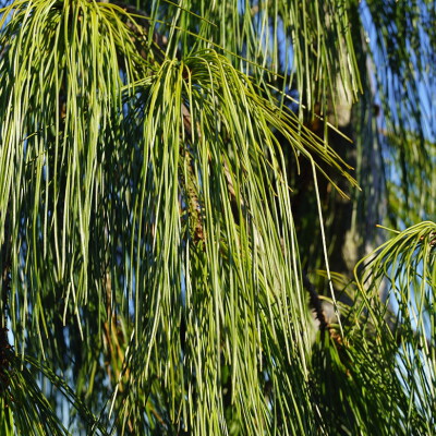 Pinus strobus 'Pendula' (4)